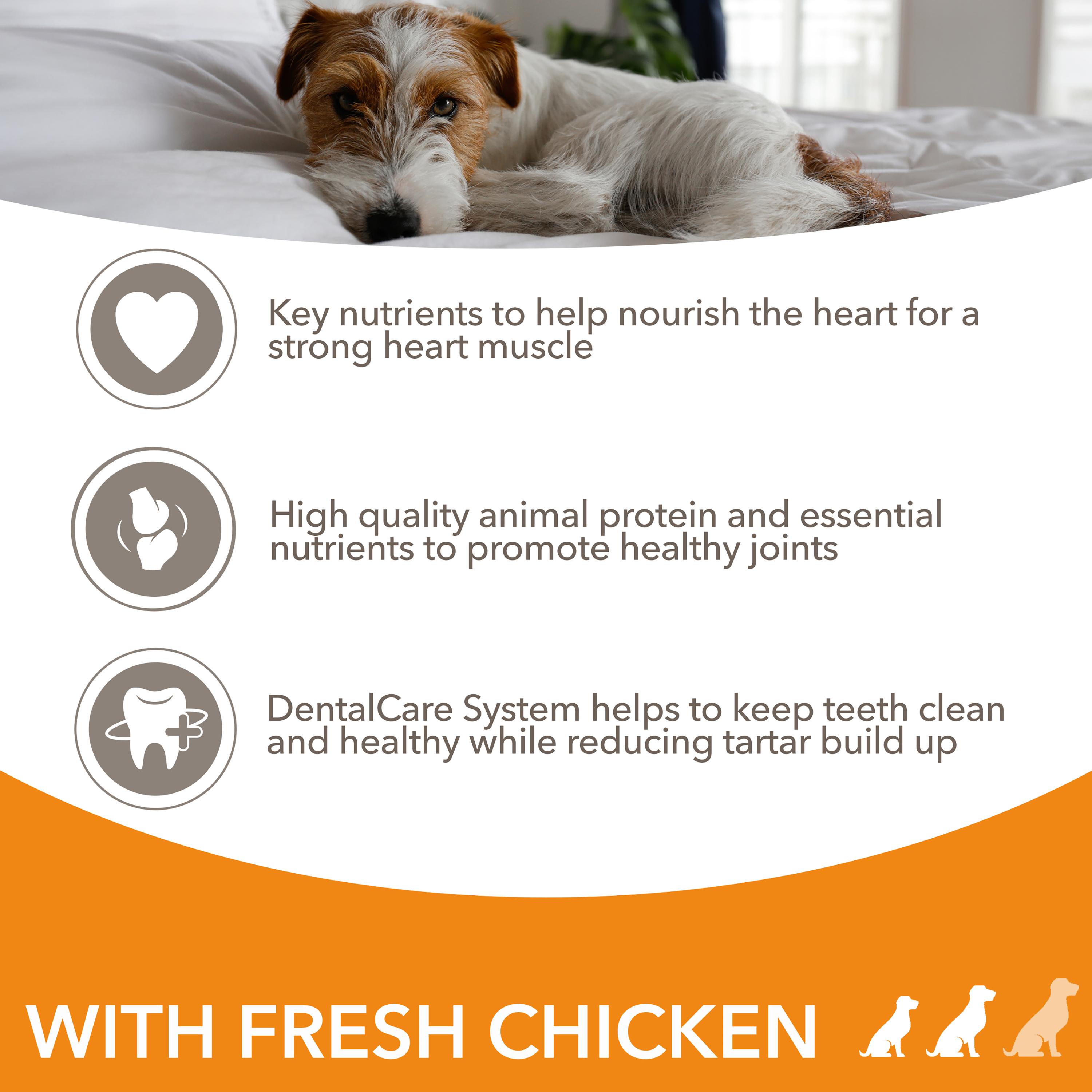 Iams Senior Dog Food 12kg. Free Delivery